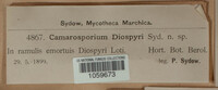 Camarosporium diospyri image